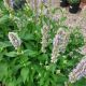 AGASTACHE BLUE FORTUNE #1