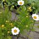 COREOPSIS STAR CLUSTER #1