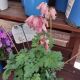 DICENTRA LUXURIANT #1