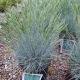GRASS FESTUCA COOL AS ICE #1