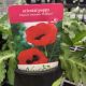 PAPAVER BRILLIANT #1