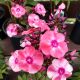PHLOX PAN. GLAMOUR GIRL #1