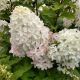 HYDRANGEA QUICKFIRE FAB #4J
