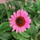 ECHINACEA PRAIRIE SPLENDOR #1
