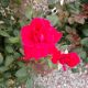 ROSA K.O. DOUBLE KNOCKOUT #3