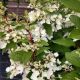 HYDRANGEA PINKY WINKY #4J