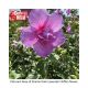 ROSE OF SHARON DRK LAV CHI.#3