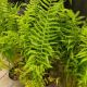 FERN NEW YORK #1