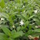 VINCA MINOR ALBA 3.5