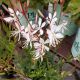 GAURA LINDH.SPARKLE WHITE #1