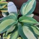 HOSTA SHADOWLAND HUDSON BAY #1