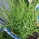 LAVANDULA MUNSTEAD  #1