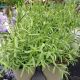 LAVANDULA MUNSTEAD QT