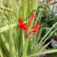 CROCOSMIA  LUCIFER #1