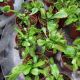 VENUS FLY TRAP 2