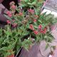 PULMONARIA RASPBERRY SPLASH #1