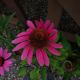 ECHINACEA  RUBY STAR #1