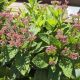 EUPATORIUM BABY JOE #2