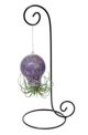 AIR PLANT OCTOPUS W/STAND