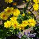 COREOPSIS LEADING LADY CHARLIZE #1