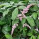 ASTILBE FIREWORKS PINK #1