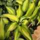 HOSTA ISLAND BREEZE #1