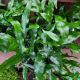 FERN 6