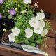 CAMPANULA RAPIDO WHITE QT