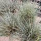 GRASS FESTUCA ELIJAH BLUE QT