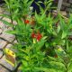 LOBELIA CARDINALIS #1