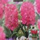  HYACINTH JAN BOS 5PP