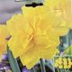NARCISSUS GOLDEN DUCAT 7PP