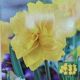 NARCISSUS GOLDEN DUCAT 7PP