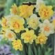 NARCISSUS DOUBLE MIX 7PP