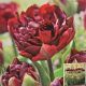 TULIP PALMYRA 7PP