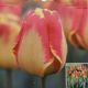 TULIP BANJA LUKA 7PP