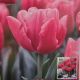 TULIP SUNSET TROPICAL 7PP