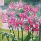 BULB GUERNSEY LILY PINK