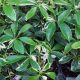 SCHEFFLERA 3.5