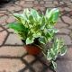 POTHOS 6