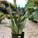 SNAKE PLANT 8