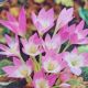 CROCUS GIANT 1PP