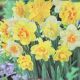 NARCISSUS DOUBLE BLEND 14PP
