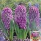 HYACINTH MISS SAIGON 5PP