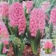 HYACINTH PINK PEARL 5PP