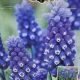 MUSCARI DARK EYES 15PP