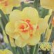 NARCISSUS TAHITI 7PP