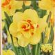 NARCISSUS TAHITI 7PP