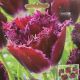 TULIP PURPLE CRYSTAL 7PP