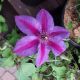 CLEMATIS MRS. N. THOMPSON #2